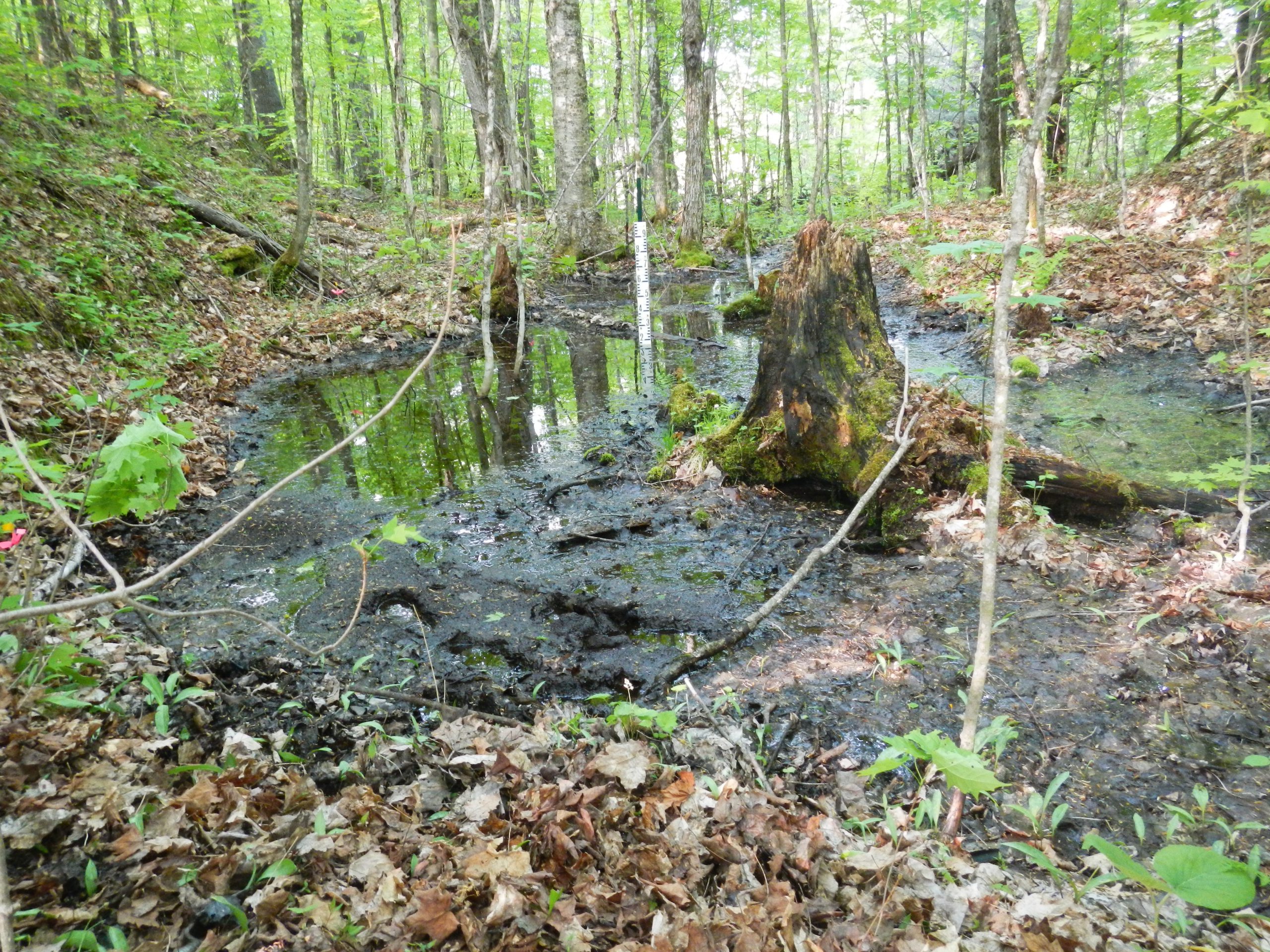 Evaluating the ecological and forestry impacts of even-aged vs uneven-aged management in a temperate deciduous forest – vernal pools