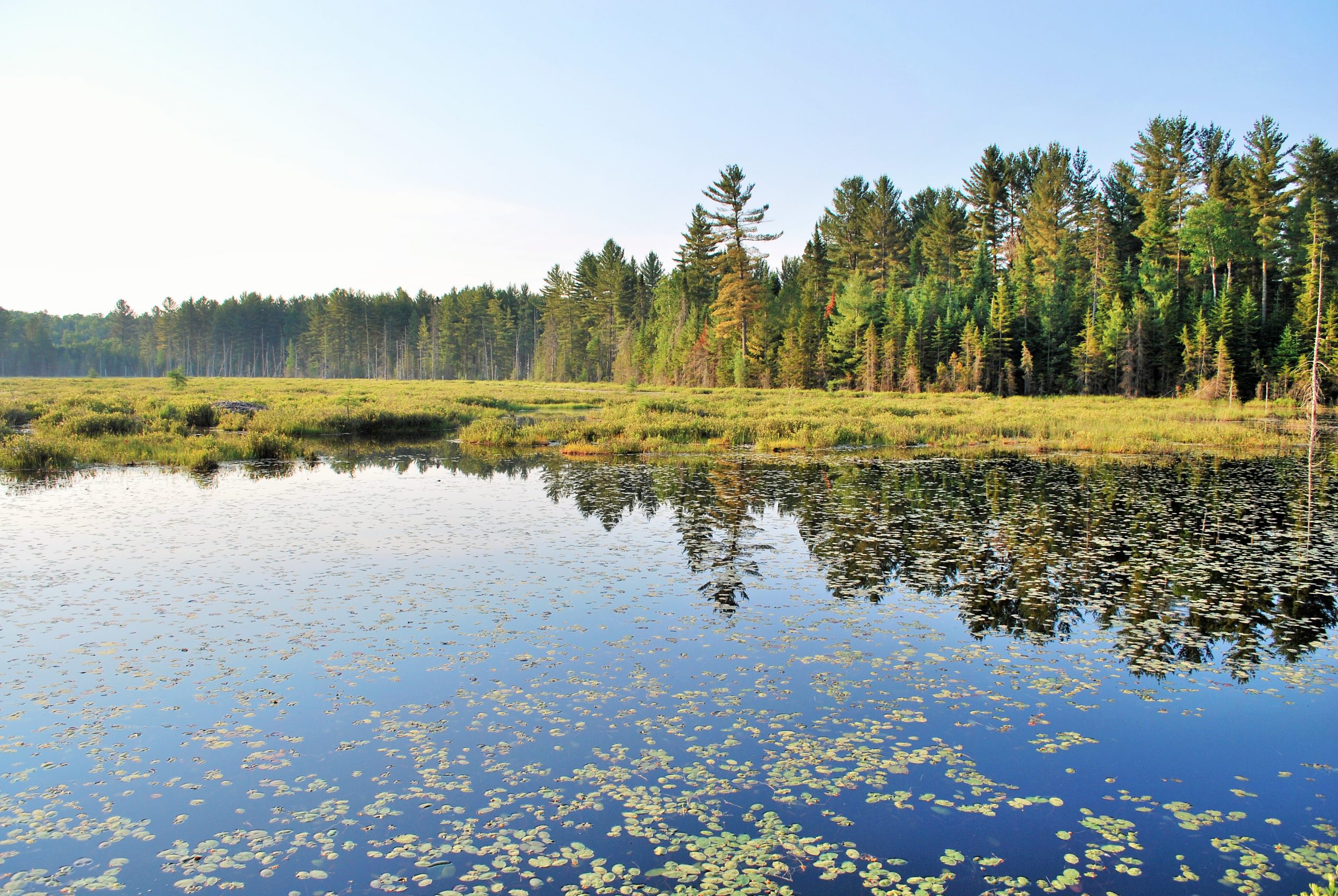 Résilience de l’hydrodynamique du lac Papineau et de la biodiversité de ses milieux humides