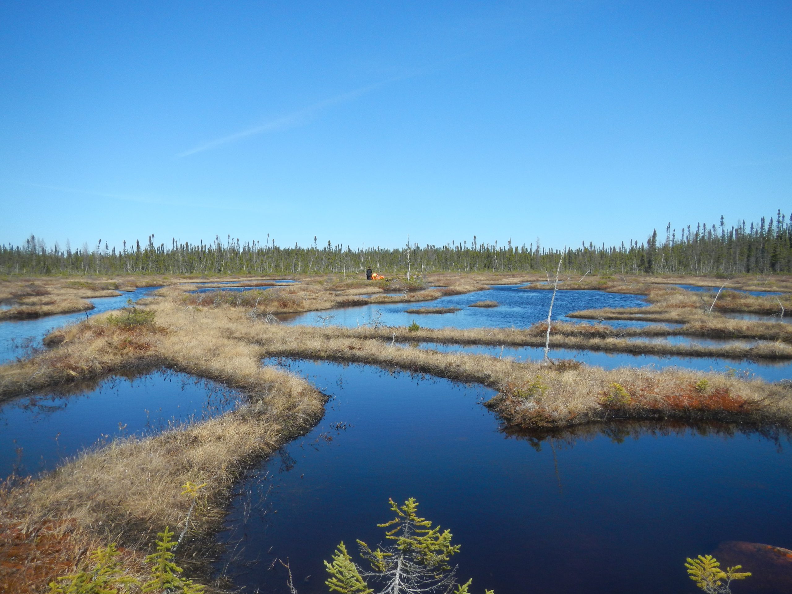 Holocene ecohydrological dynamics and related carbon balance in the oligotrophic peatlands of north-central